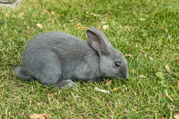 one cute grey rabbit focus on eating on green grassy ground
