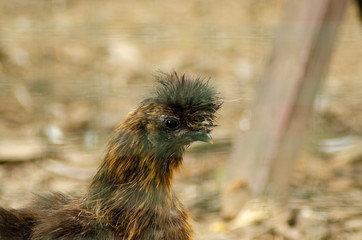 Close up of the head of a fighting cock inside a cage at a farm exhibit