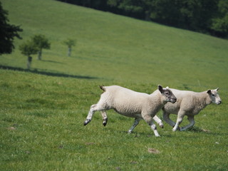 Two lambs running across a field 