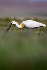 White big heron. Green blue nature habitat background. Heron: Eurasian Spoonbill. Platalea leucorodia.