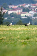 stork in the field neer small city