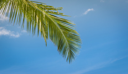 Green coconut palm tree leaf against blue sky. Tropical background.