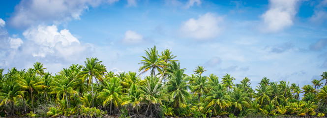 Panoramic tropical palm tree landscape.