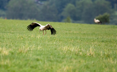 landing stork on a field in the grass