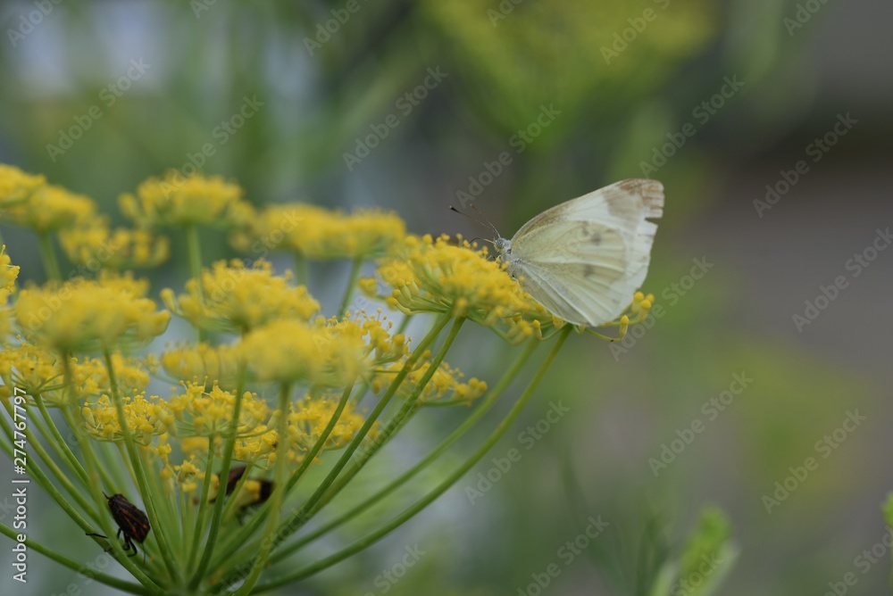 Canvas Prints fennel is a sweet-scented herb used for food and medicine.