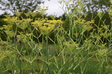 Fennel is a sweet-scented herb used for food and medicine.