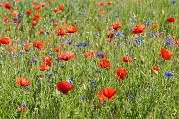 Fototapeta premium Summer landscape with wild poppies