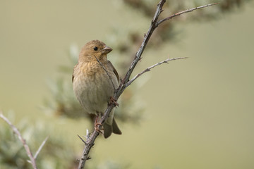 Fototapeta premium Stunning bird photo. Common rosefinch / Carpodacus erythrinus