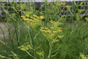 Fennel is a sweet-scented herb used for food and medicine.