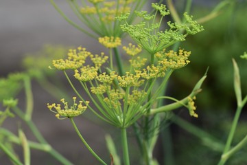 Fennel is a sweet-scented herb used for food and medicine.