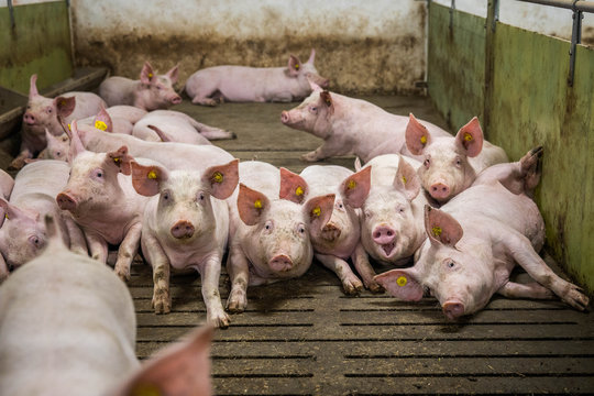 Pigs on the farm. Happy pigs on pig farm