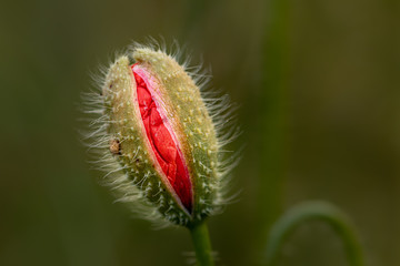 Single red poppy flower bud on dark green background. Very detailed close up shot. Beautiful flower before blossoming. Beautiful nature. 