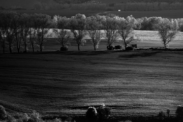 BW filed and trees in the morning lights