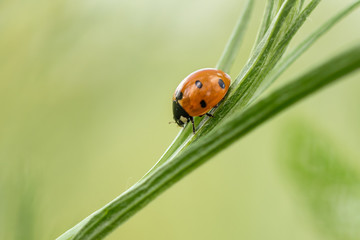 Fototapeta premium Lovely ladybug climbing up and down single stem of grass. Gorgeous sunset light. Pure and clean nature. Macro world. Close up shot. Soft light green background.