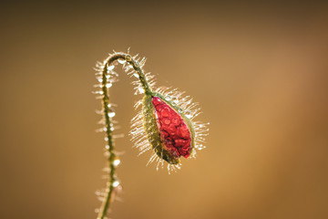 Single red poppy flower bud covered with water droplets in lovely warm back light. Detailed isolated flower on warm background. Natural beauty. Pure and clean.