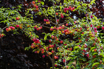Mirabelle Plum Tree - Prunus Domestica