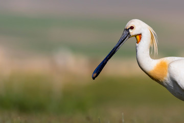 White big heron. Green blue nature habitat background. Heron: Eurasian Spoonbill. Platalea leucorodia.