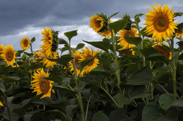 Sunflowers - Helianthus annuus