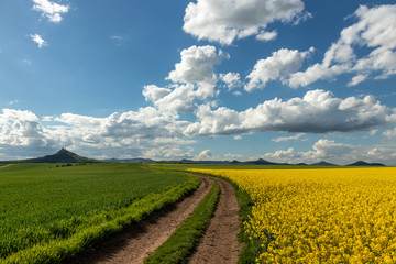 Lovely sunny spring day, blue skies, several white clouds, green and yellow fields. Agriculture world. Amazing colors, fresh air. Nature of today. Leading line towards horizon.