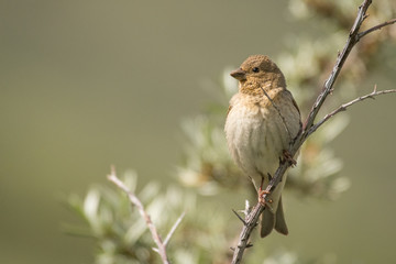 Stunning bird photo. Common rosefinch / Carpodacus erythrinus