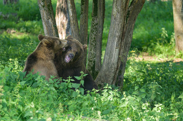European brown bear