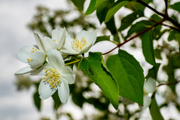 walk, urban, Park, lawn, Bush, flowers, Jasmine, petals, tenderness, fragrance, flora, observation