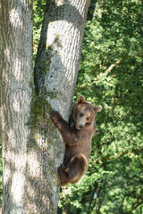 European brown bear in a forest during spring season