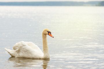 Fototapeta na wymiar Wild geese on the water
