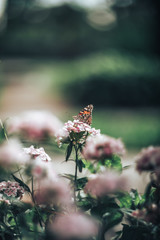 Color butterfly on the flower