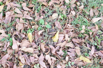 background of dry leaves