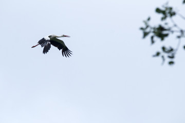 stork in flight
