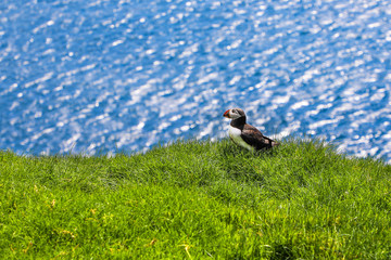 Puffin sitting in the green grass of Mykines in the Faroe Islands