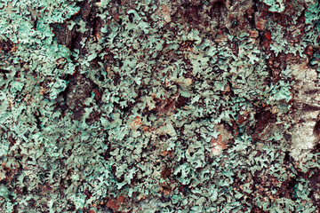 Texture of a tree trunk with a lot of lichen