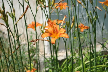 orange lily in the garden