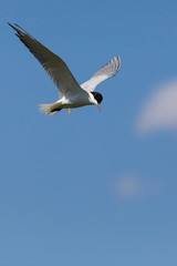 Fototapeta na wymiar Flying bird tern. Blue sky and white clouds background. 