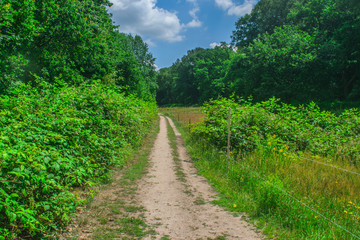Fototapeta na wymiar Path in Dutch forest