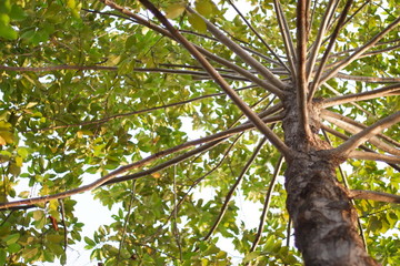 Fototapeta premium tree with green leaves