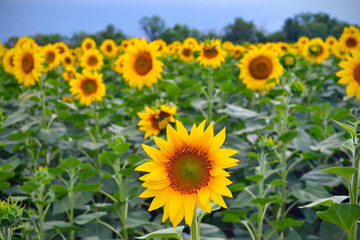 Obraz premium field of sunflowers