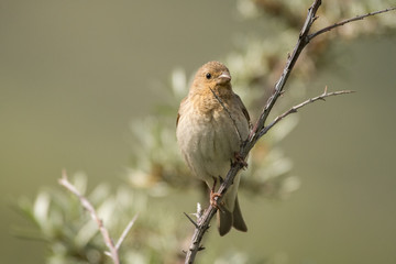 Stunning bird photo. Common rosefinch / Carpodacus erythrinus
