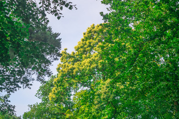 Obraz premium Trees in the bright sunlight