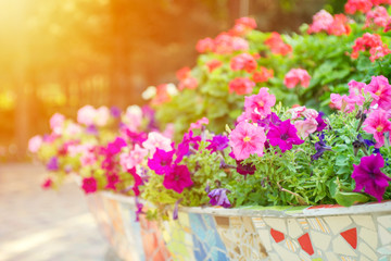 Ceramic flowerpot with brightly flowering flowers. Beautiful flowers