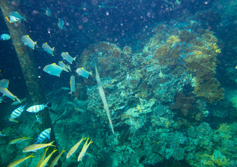 sea fish near coral, underwater
