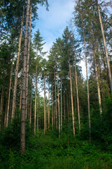 Trees in the bright sunlight