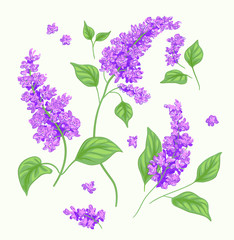  Lilac branch purple spring summer  mother's day mom vector print purple flowers blossom