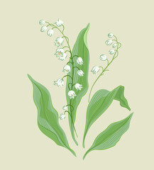 Lily of the valley branch white green Valentine's Day mother's day botany herbarium