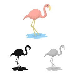 Obraz premium Vector illustration of flamingo and pink symbol. Set of flamingo and funny stock symbol for web.