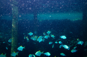 sea fish near coral, underwater