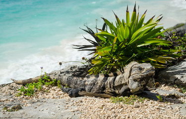 Closeup view of an iguana in Tulum beach, Mexico