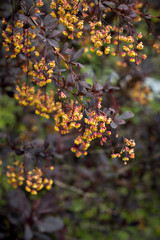 Flowering Thunberg's barberry shrub with red leaves and yellow flowers