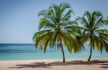 Naklejka na ściany i meble Coconut palm trees on white sandy beach in Saona island, Dominican Republic